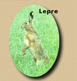lepre